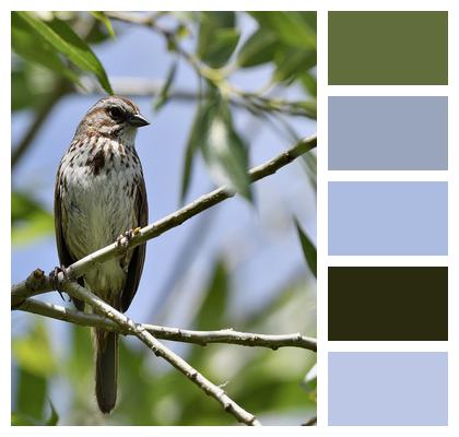 Bird Song Sparrow Animal Image